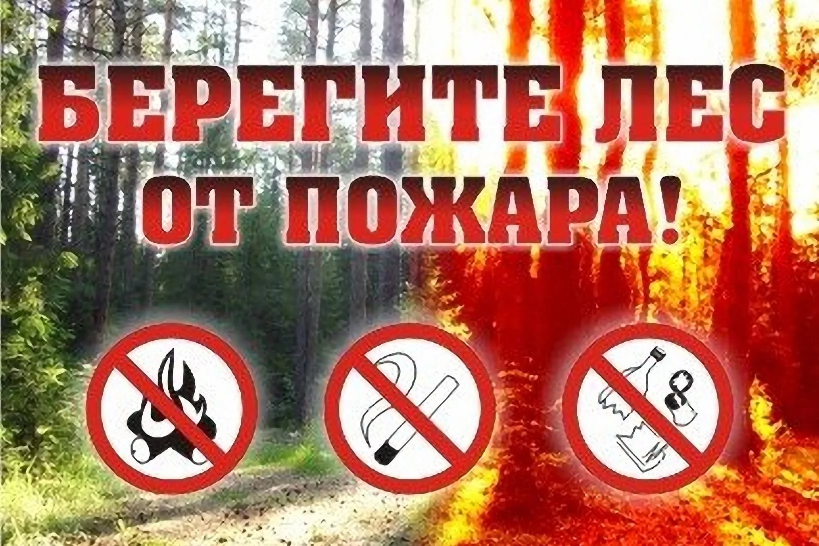 Правила пожарной безопасности при нахождении в лесу.